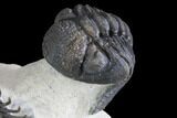 Walliserops Trilobite With Barrandeops - Foum Zguid, Morocco #87458-6